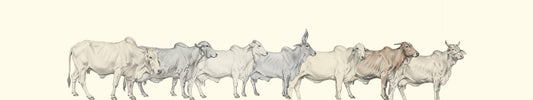Types of Indian Cow Breeds: Famous Desi Cows of India and Why They Matter
